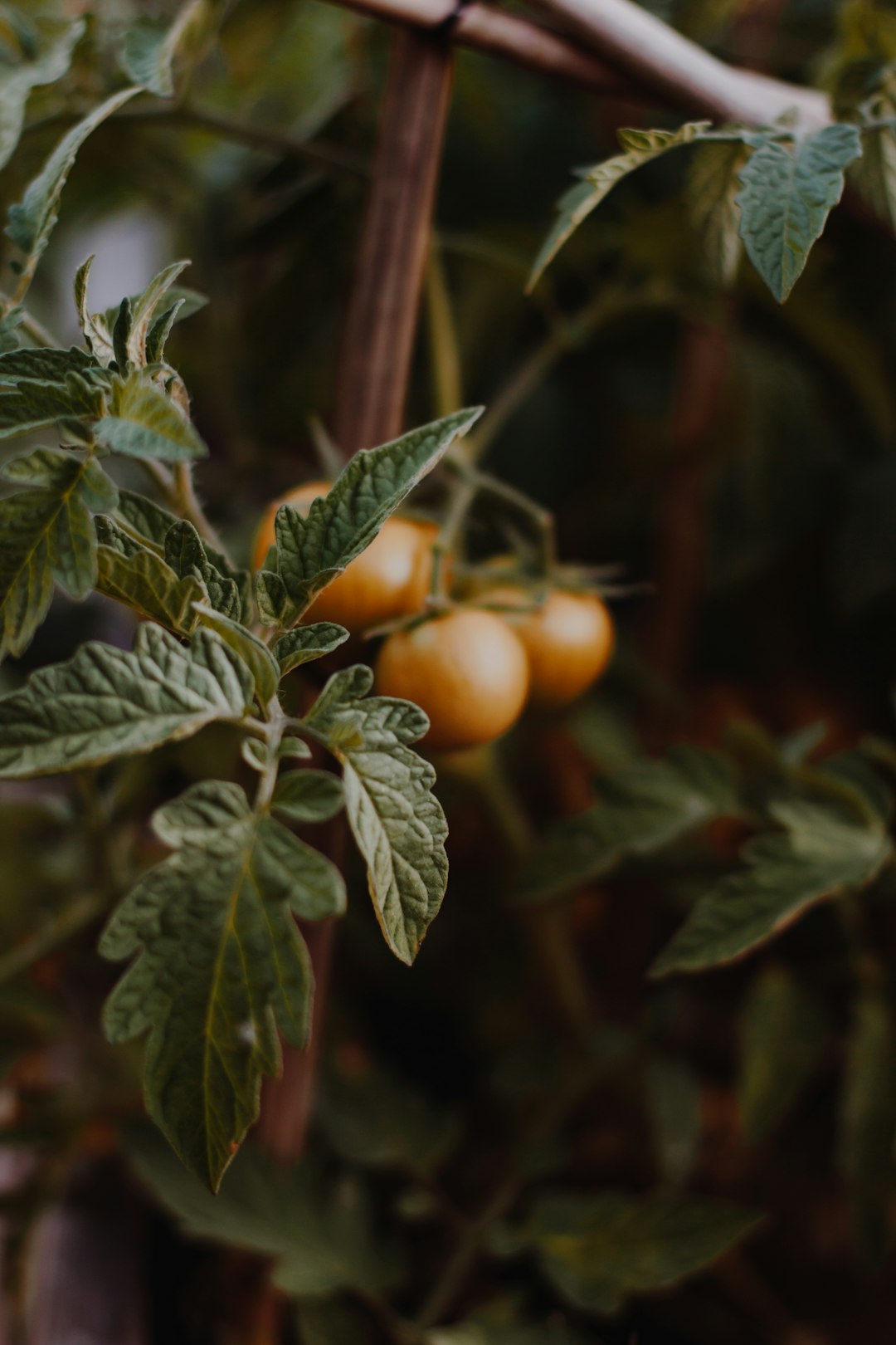 orange fruits on green leaves