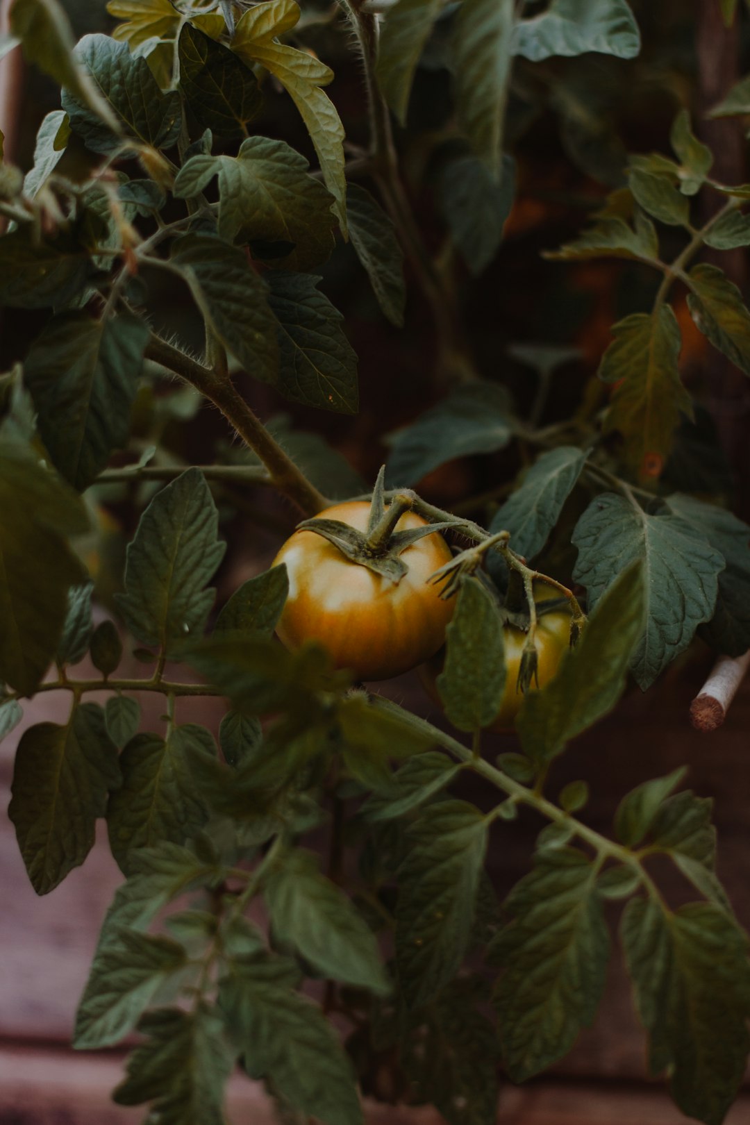 yellow and red apple fruit