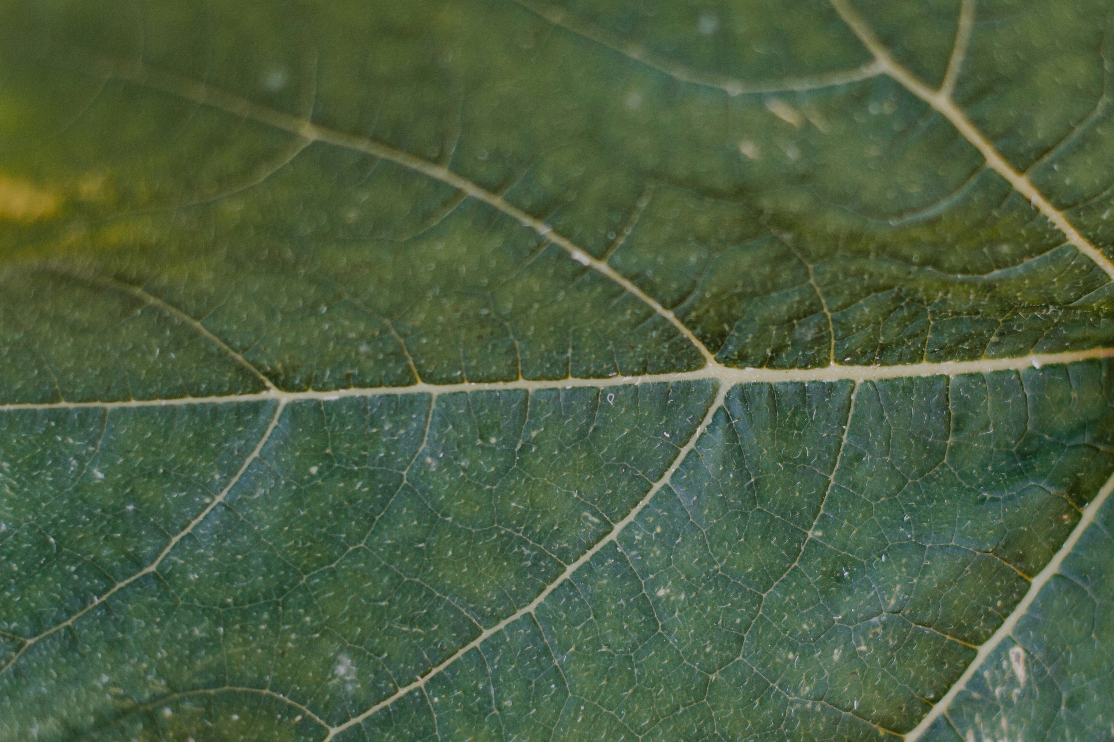 green leaf in close up photography