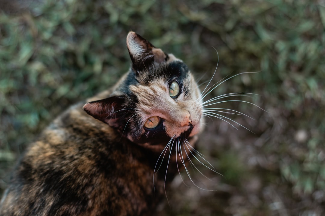 brown tabby cat in tilt shift lens