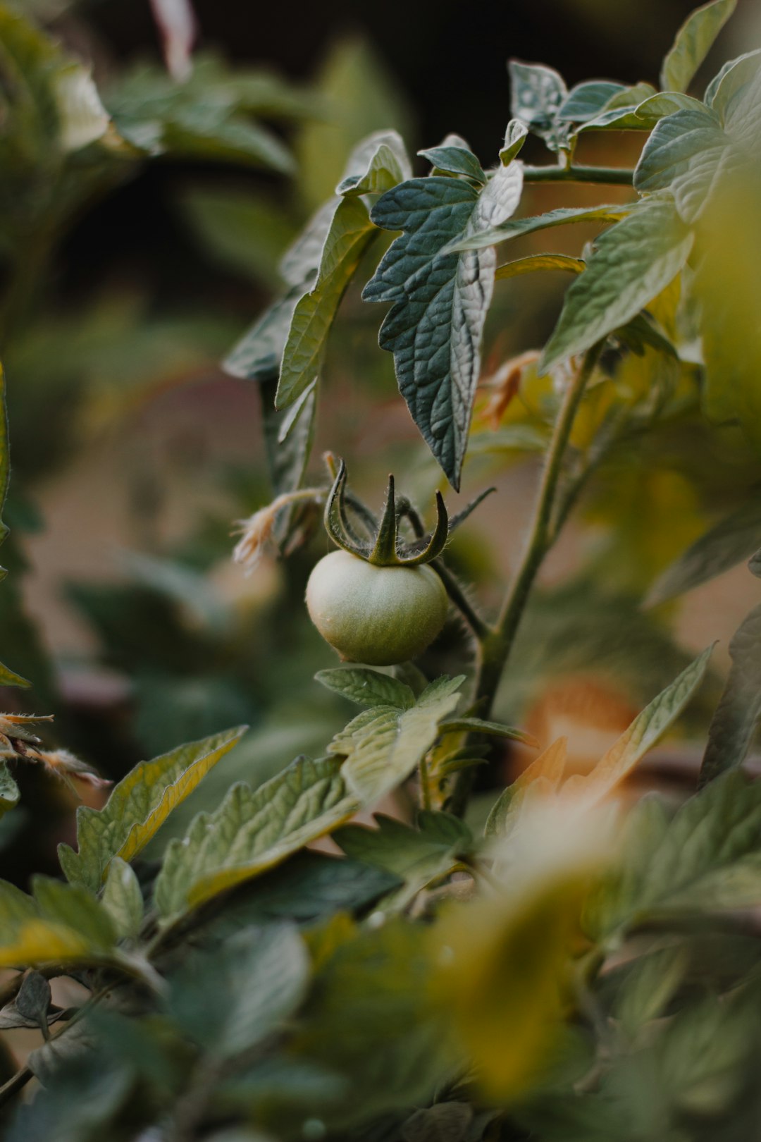 green plant with white round fruit