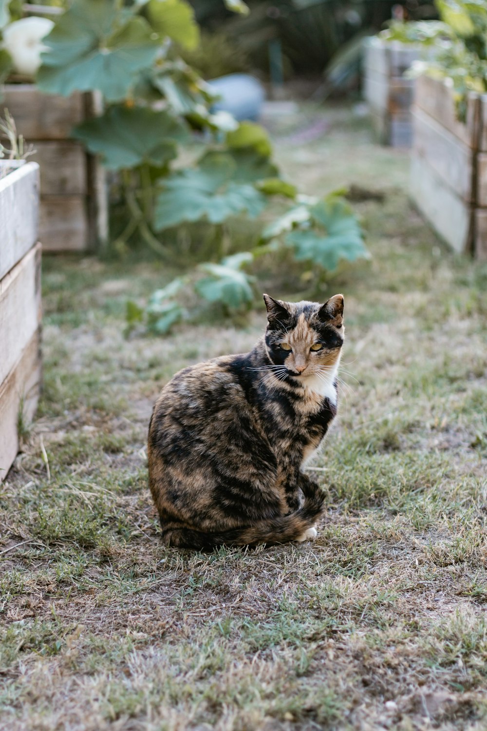 black and brown cat on green grass during daytime