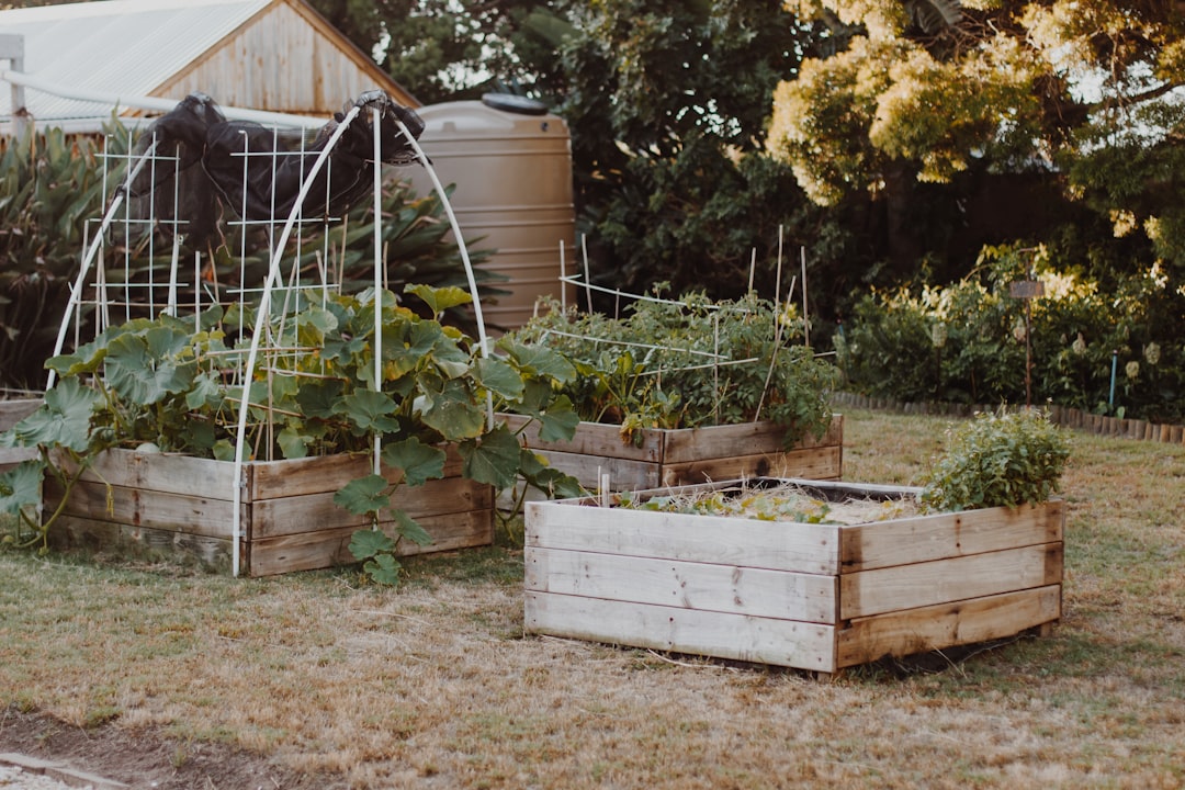 green plants on white wooden crate