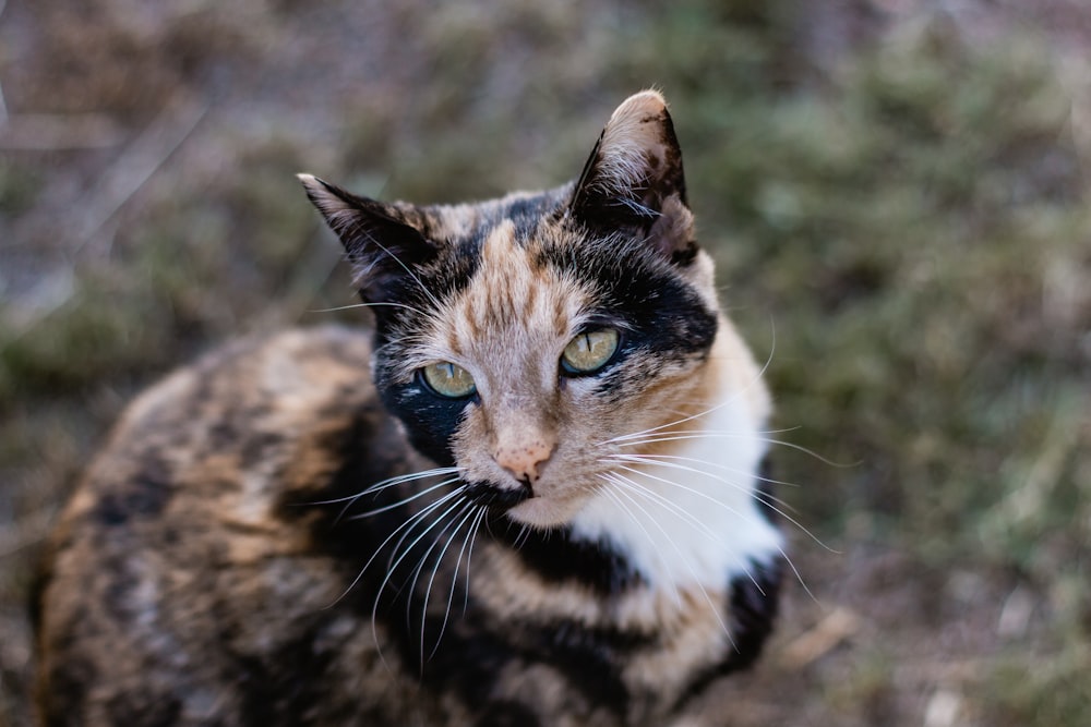 brown white and black cat