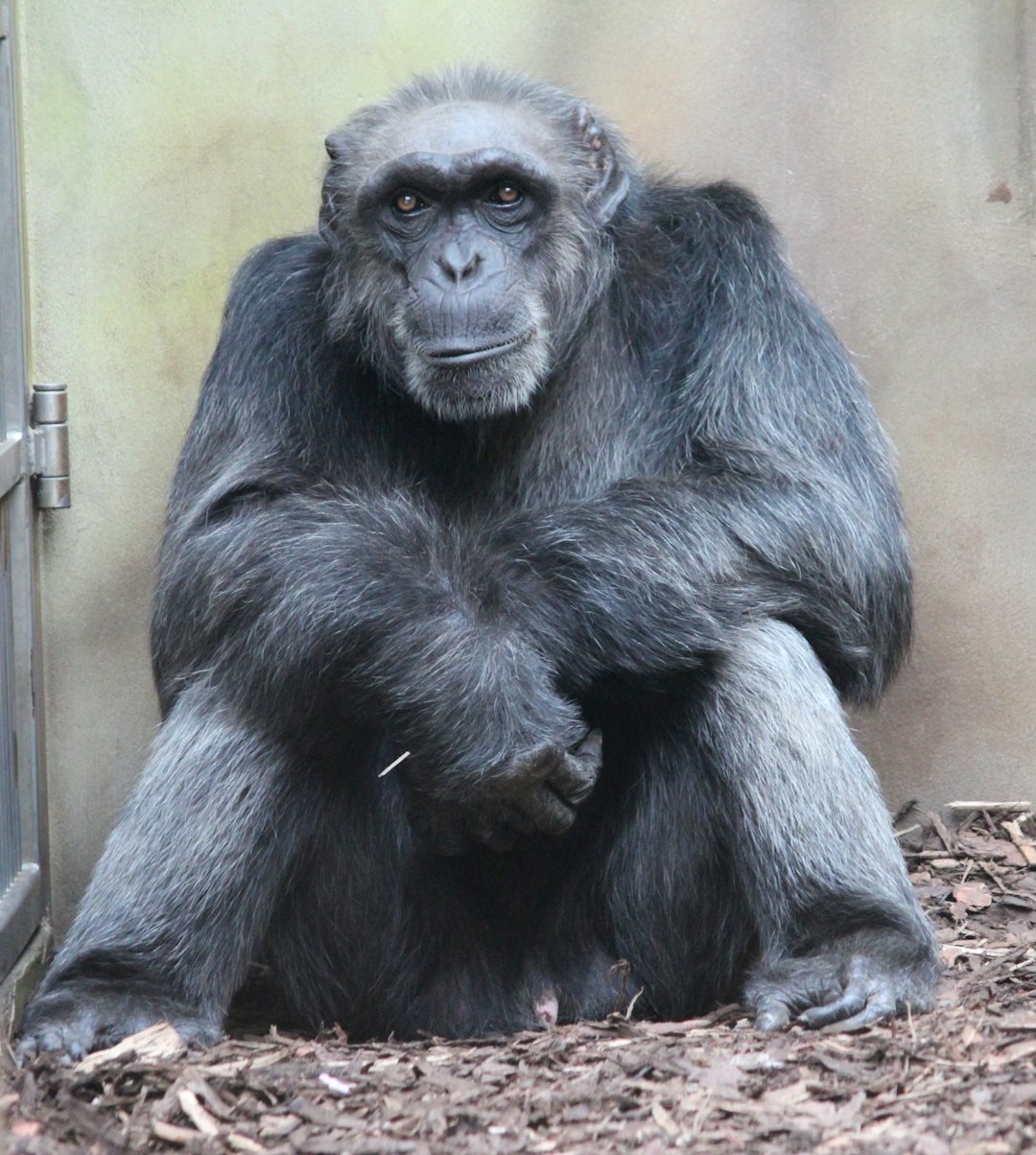  black gorilla sitting on brown wooden plank gorilla