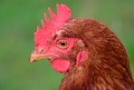 red and brown chicken head
