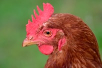 red and brown chicken head