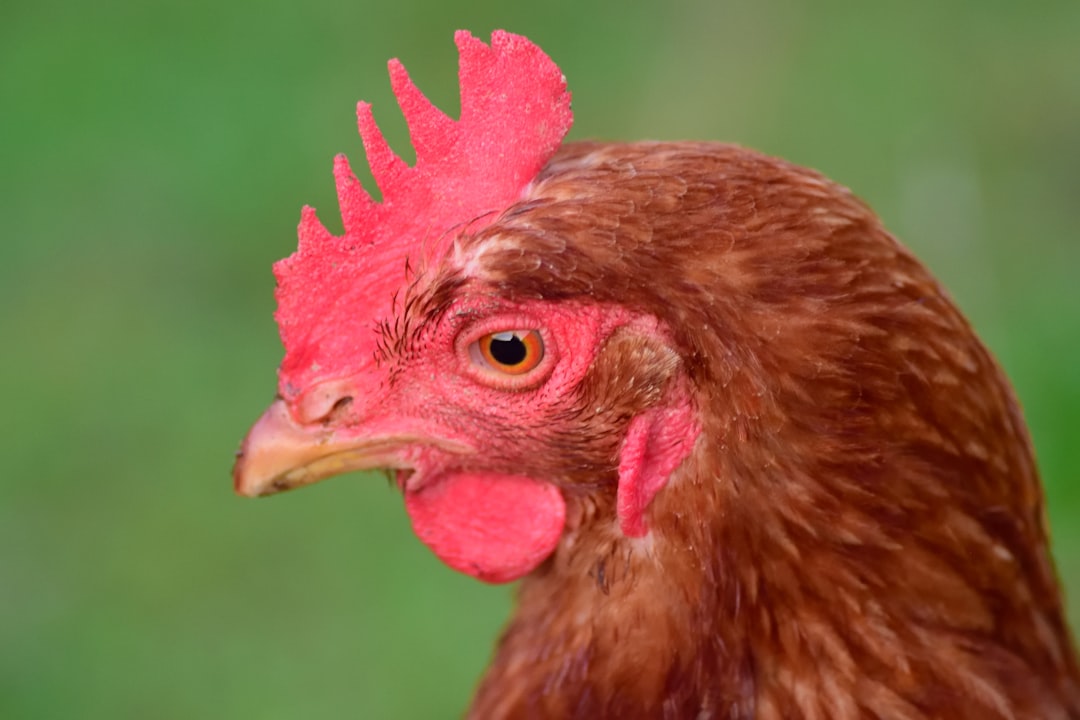 Perchoir Poule : Pourquoi les poules ont-elles besoin d&#8217;un perchoir ?