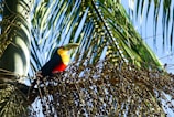 black yellow and red bird on brown tree branch during daytime