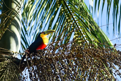 black yellow and red bird on brown tree branch during daytime