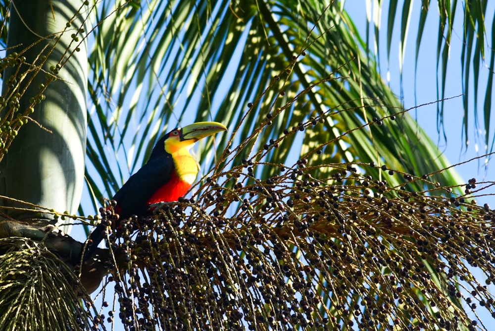 oiseau noir, jaune et rouge sur une branche d’arbre brune pendant la journée