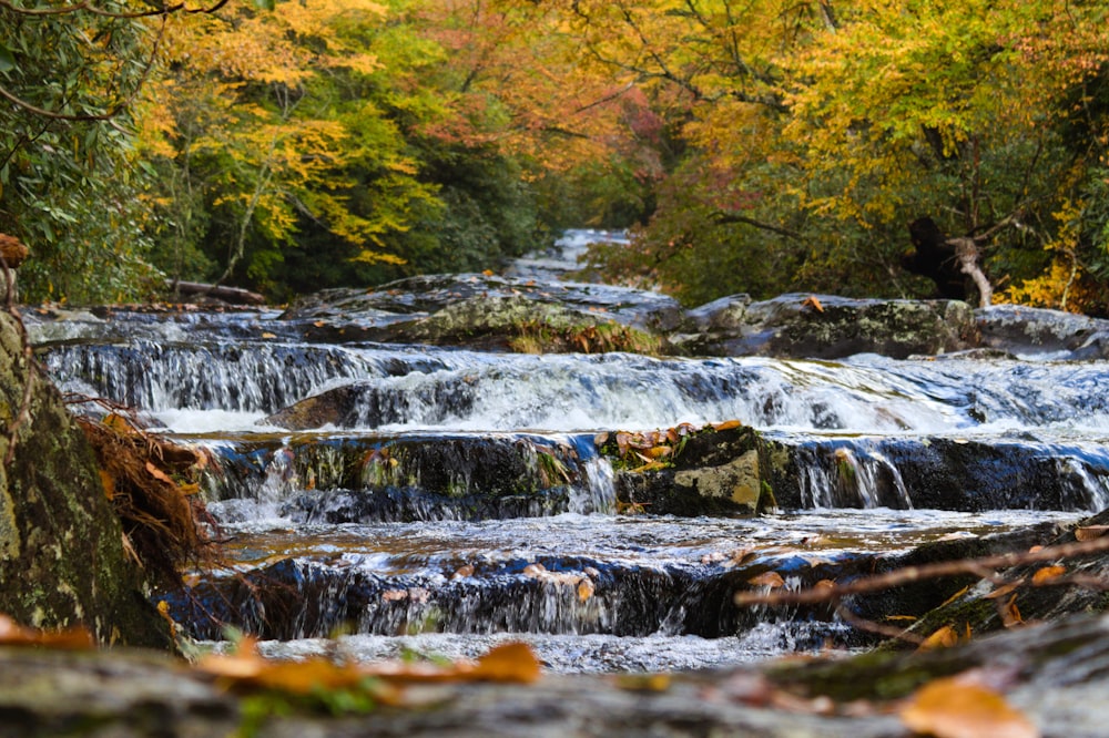 L’eau tombe dans la forêt