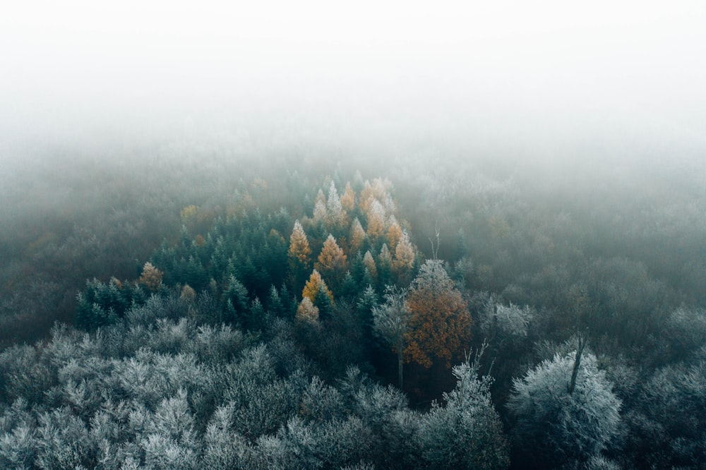 green and brown trees covered with snow