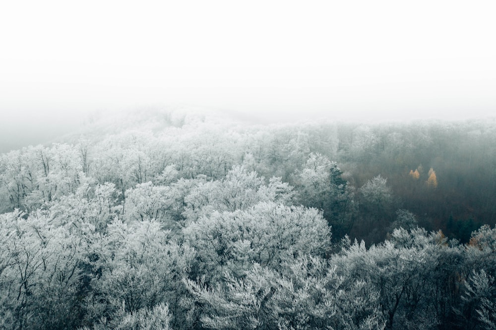 green trees covered with white fog