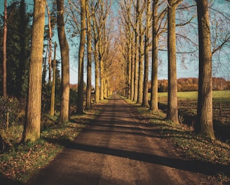 brown trees on brown field during daytime