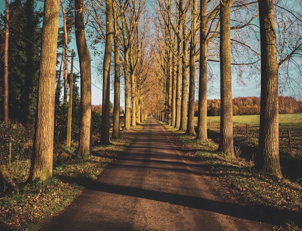 brown trees on brown field during daytime