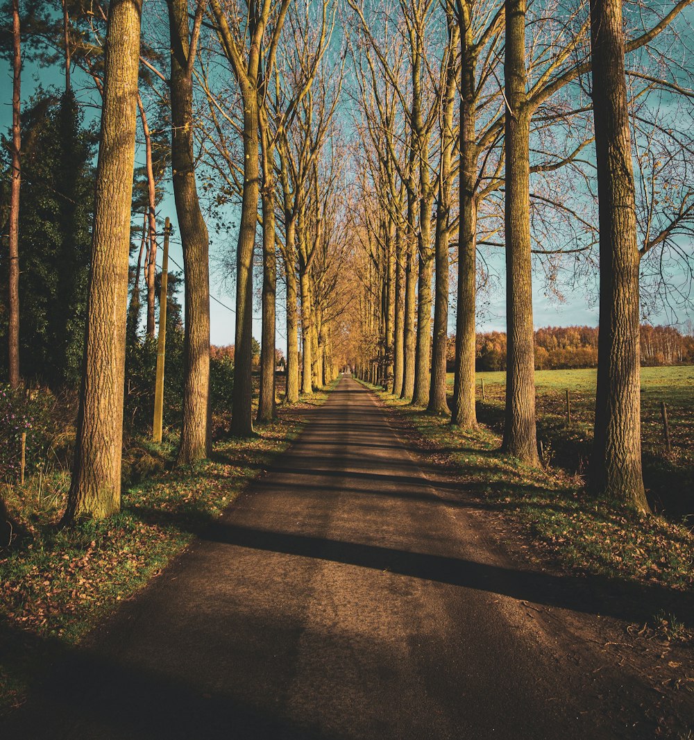 brown trees on brown field during daytime