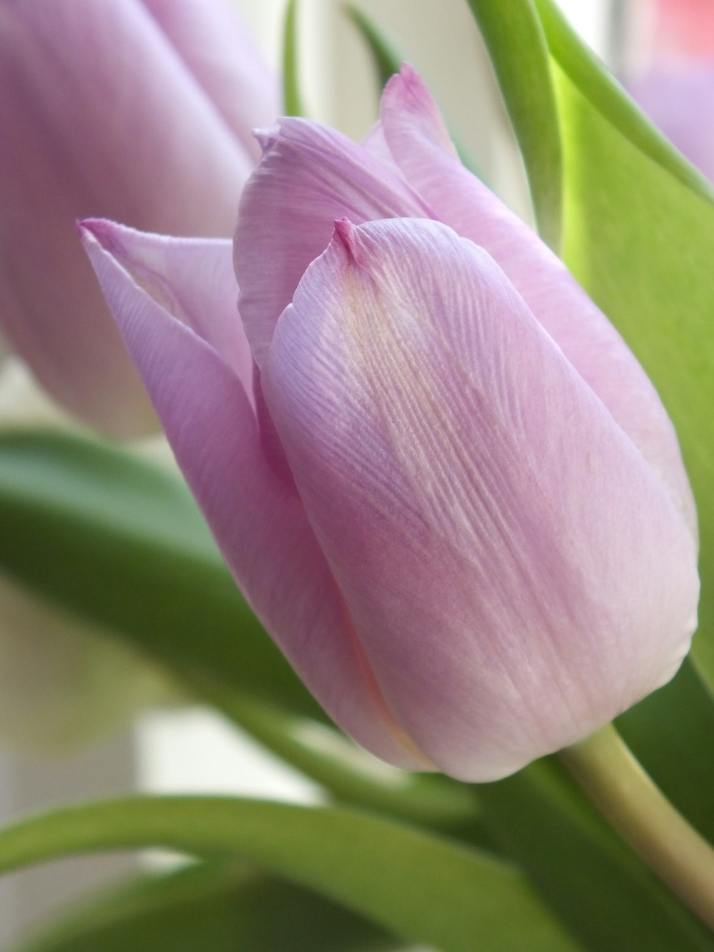 fiore rosa in colpo macro