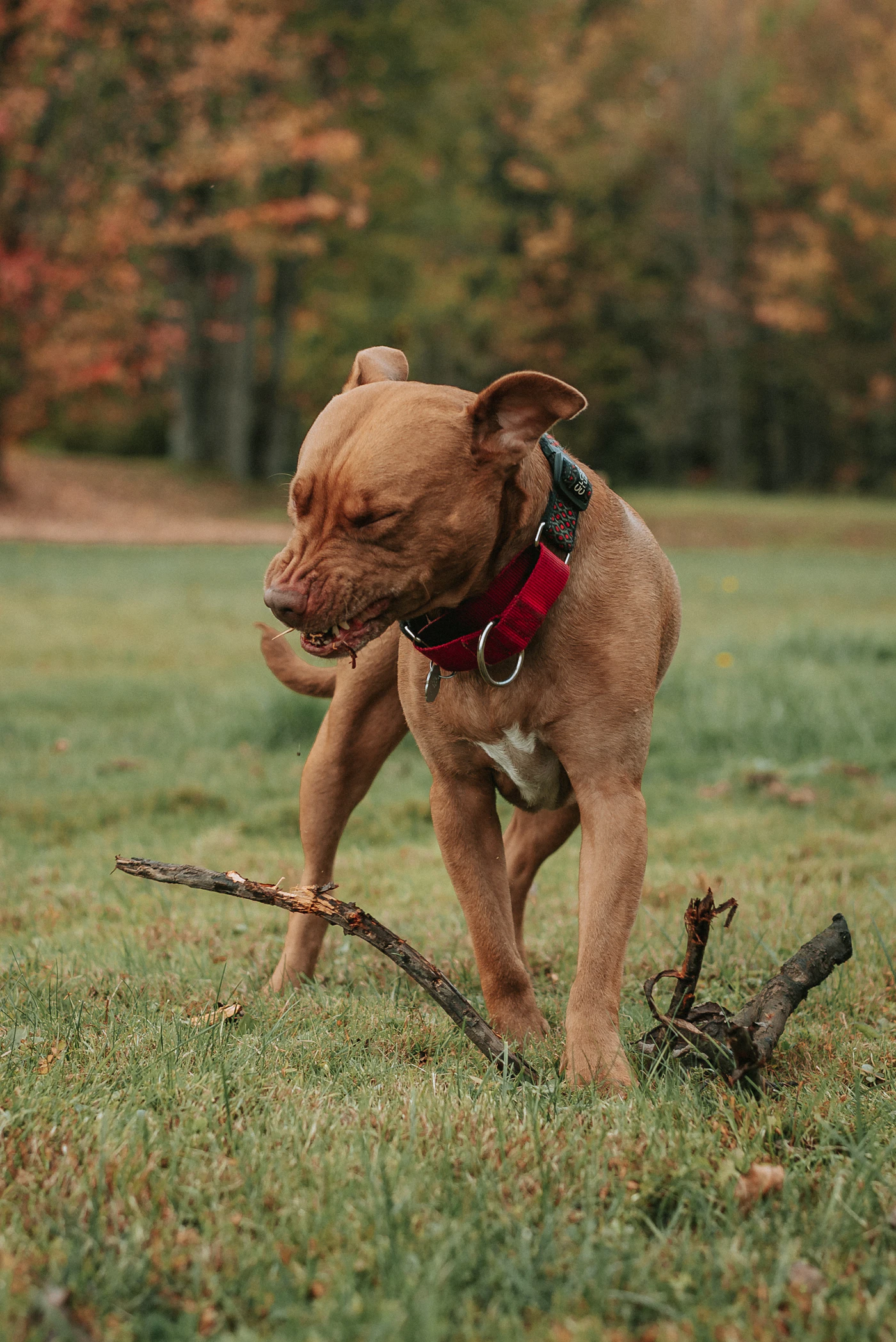 Chien qui court en liberté dans la nature
