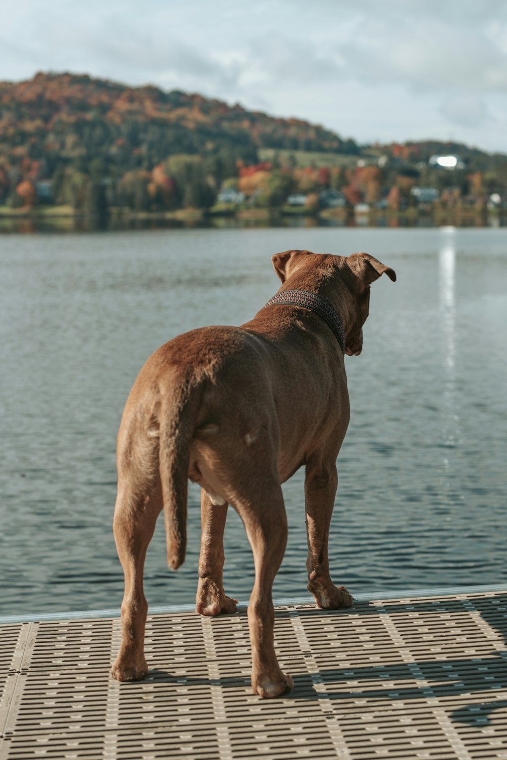 brown short coat large dog standing on dock during daytime