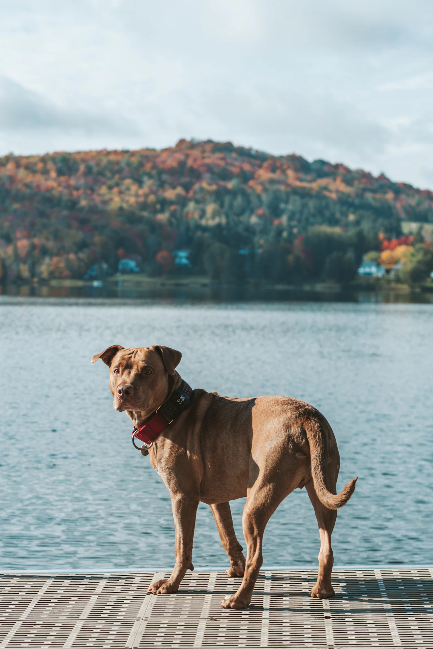 A calm brown dog standing on a wooden dock by an Ontario cottage lake ringed with red and orange autumn trees