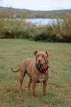 brown short coated medium sized dog on green grass field during daytime