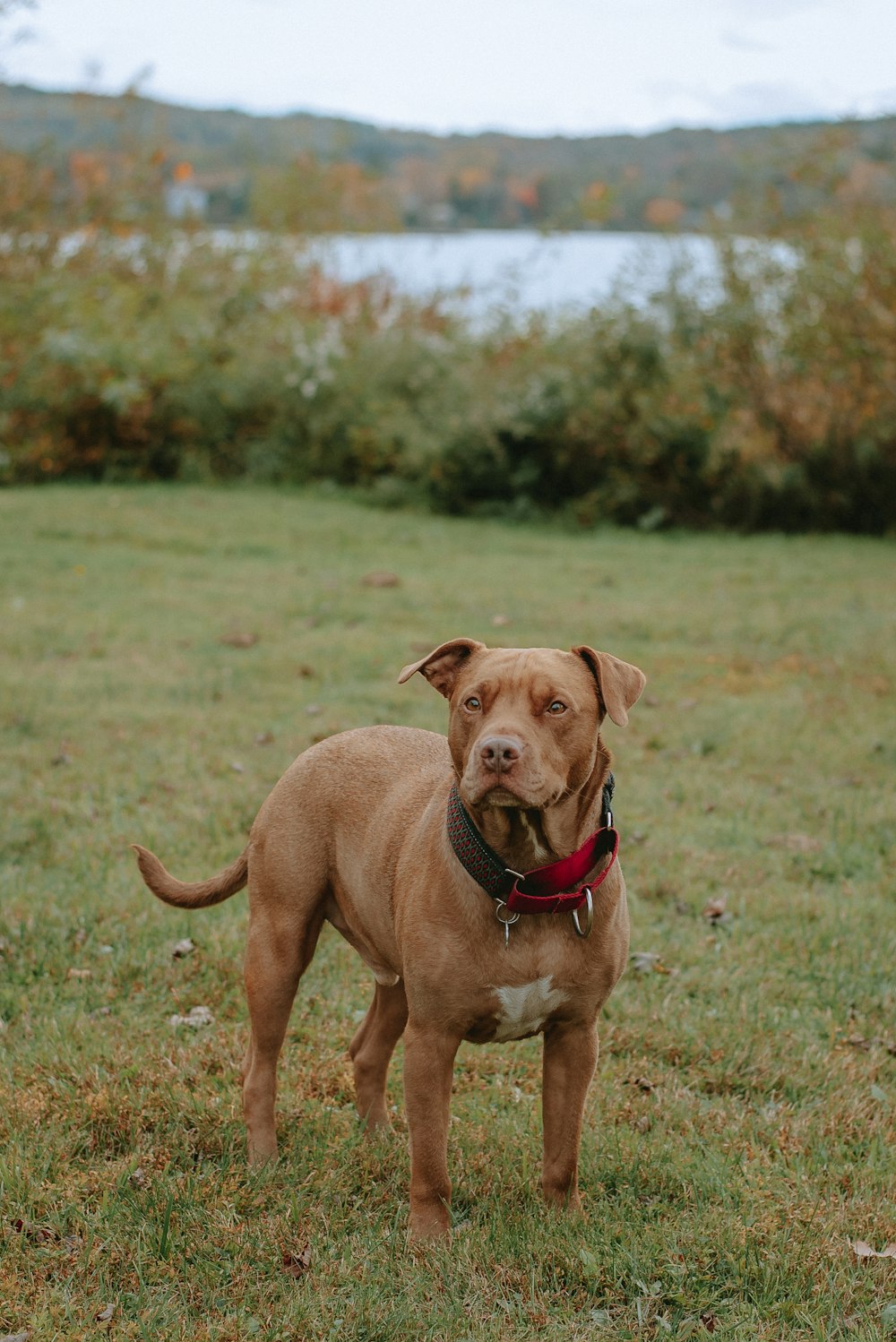 Perro de tamaño mediano de pelaje corto marrón en un campo de hierba verde durante el día