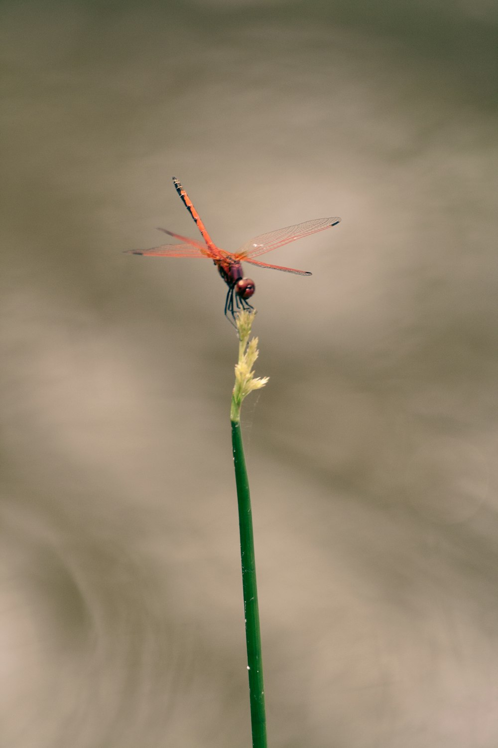 red dragonfly perched on green plant in close up photography during daytime