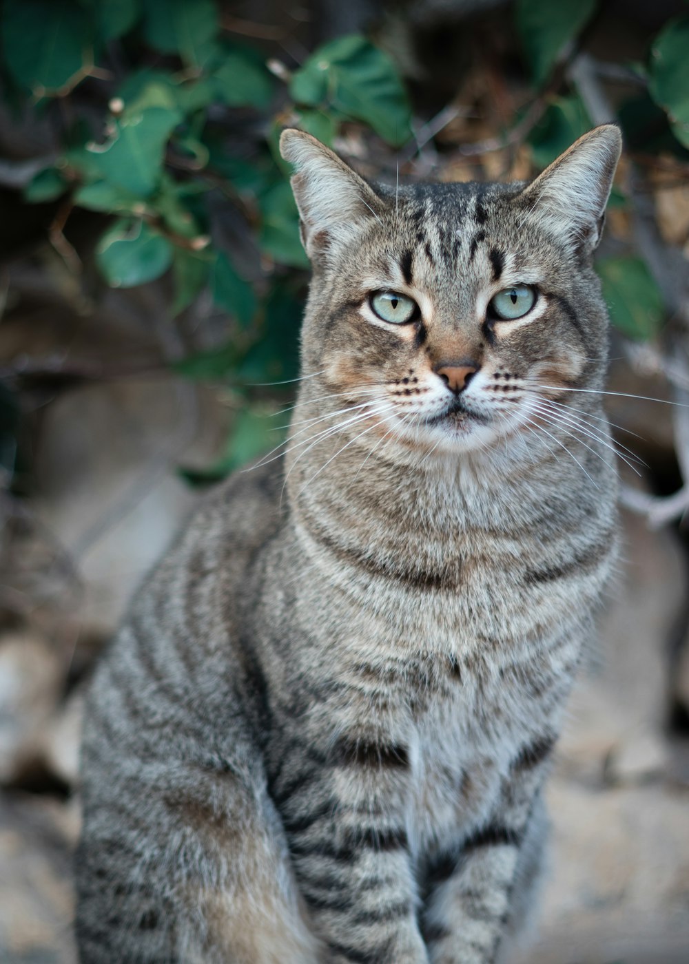 silver tabby cat in tilt shift lens