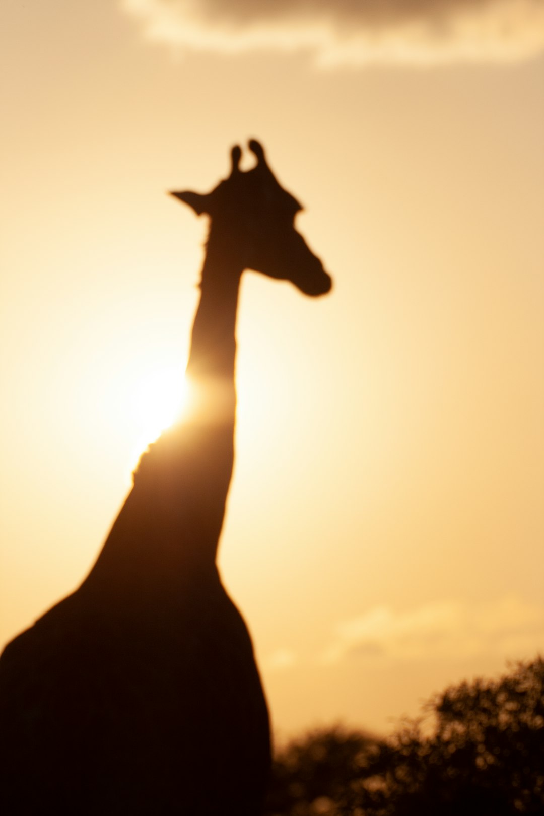 silhouette of person raising right hand during sunset