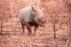 A rhinoceros stands amidst a dry, bushy savanna landscape. The ground is covered in sparse grass and scattered twigs, creating a rugged terrain. The rhino's skin appears textured and thick, with a prominent horn on its snout. The background is filled with leafless bushes and trees, suggesting an arid climate.