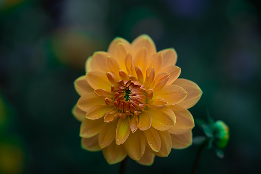 yellow flower in tilt shift lens