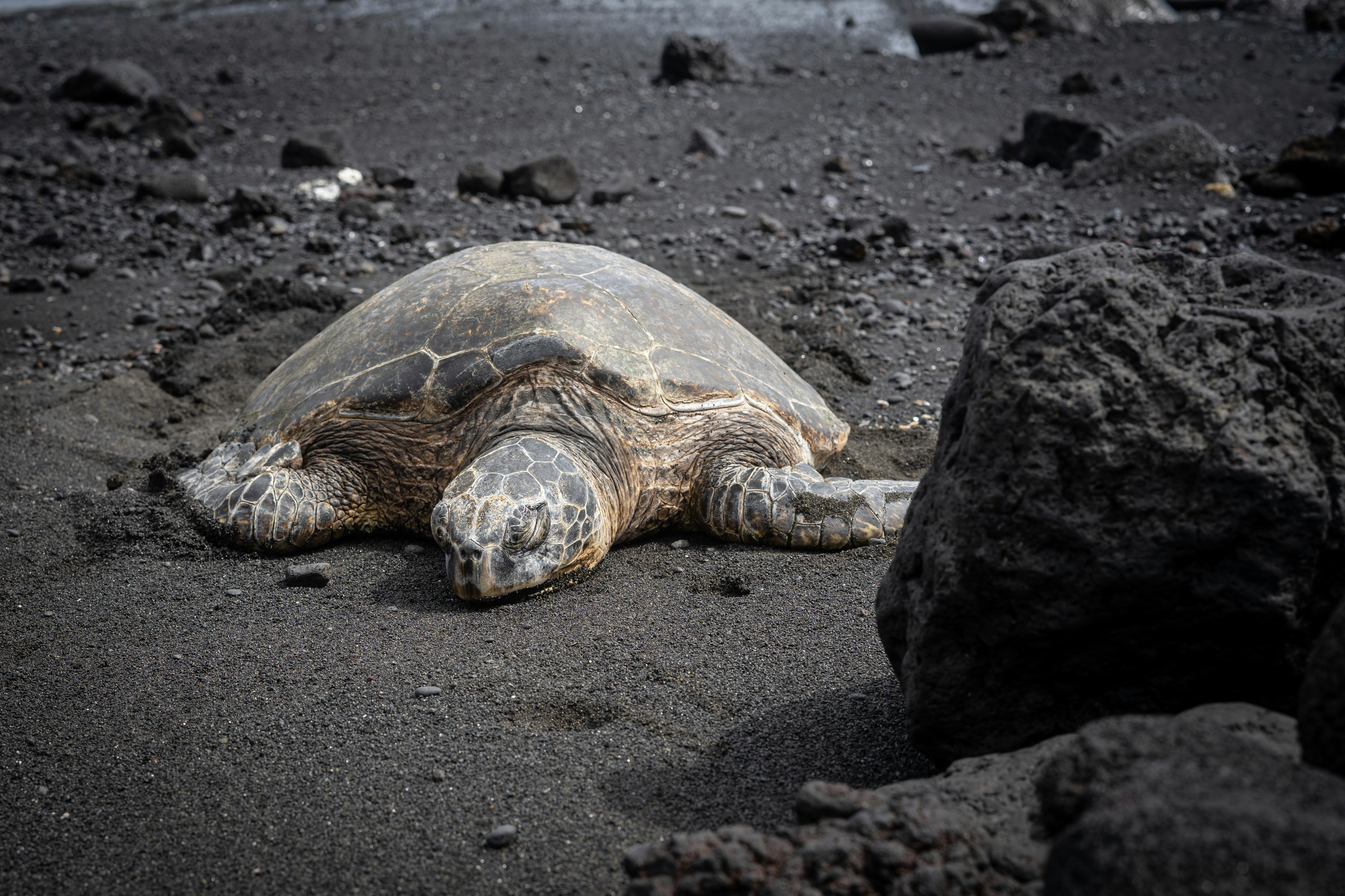 brown-turtle-on-gray-sand