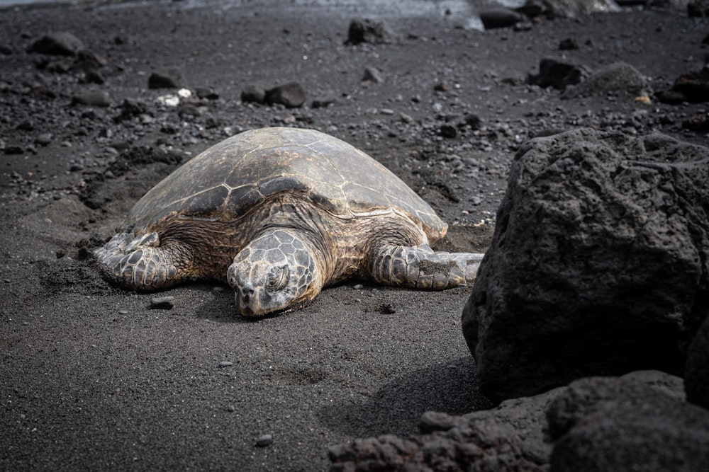 brown turtle on gray sand