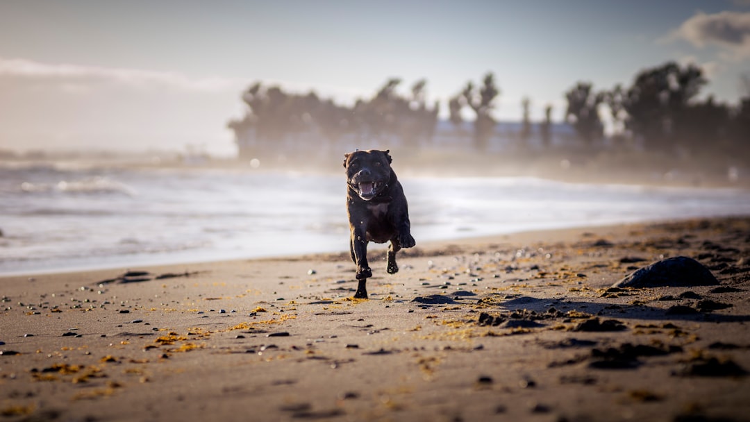 black short coat medium dog on beach shore during daytime
