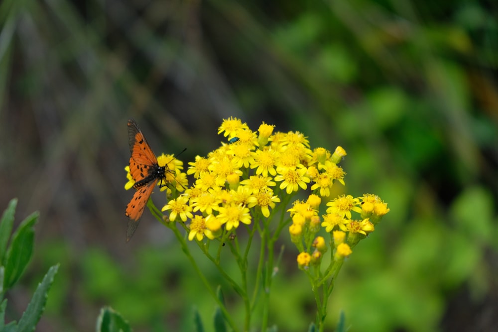 brown butterfly perched on yellow flower in close up photography during daytime