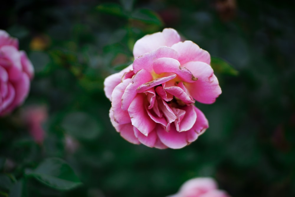 pink rose in bloom during daytime