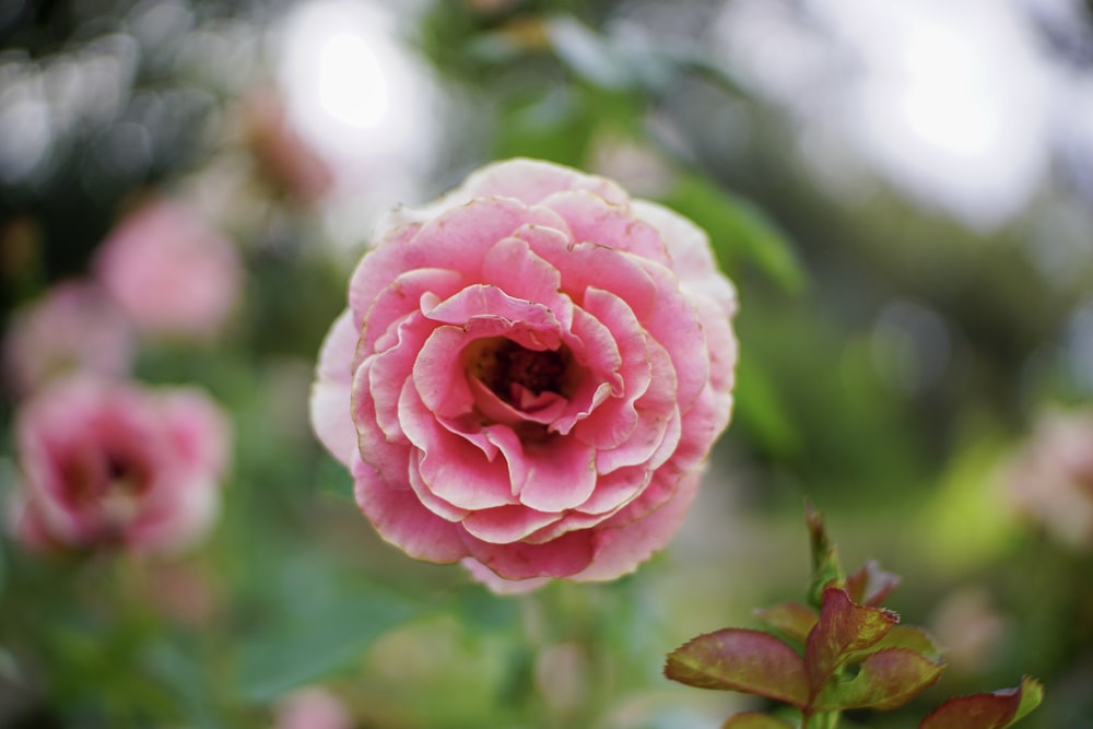 pink rose in bloom during daytime