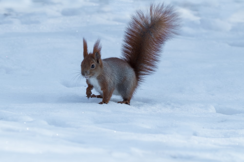 esquilo marrom no solo coberto de neve durante o dia