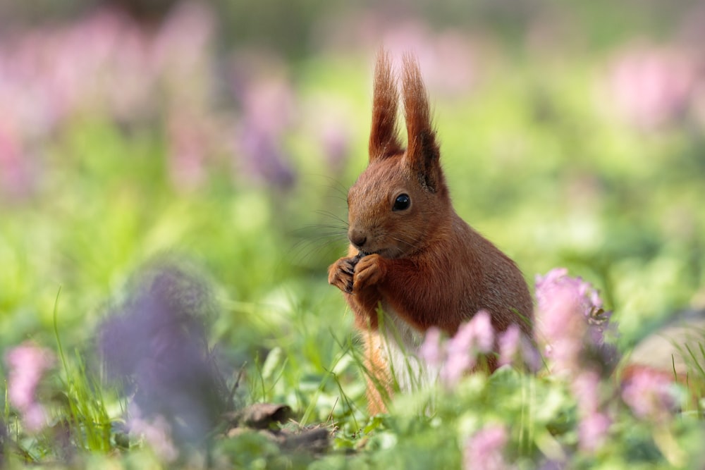 brown squirrel on green grass during daytime