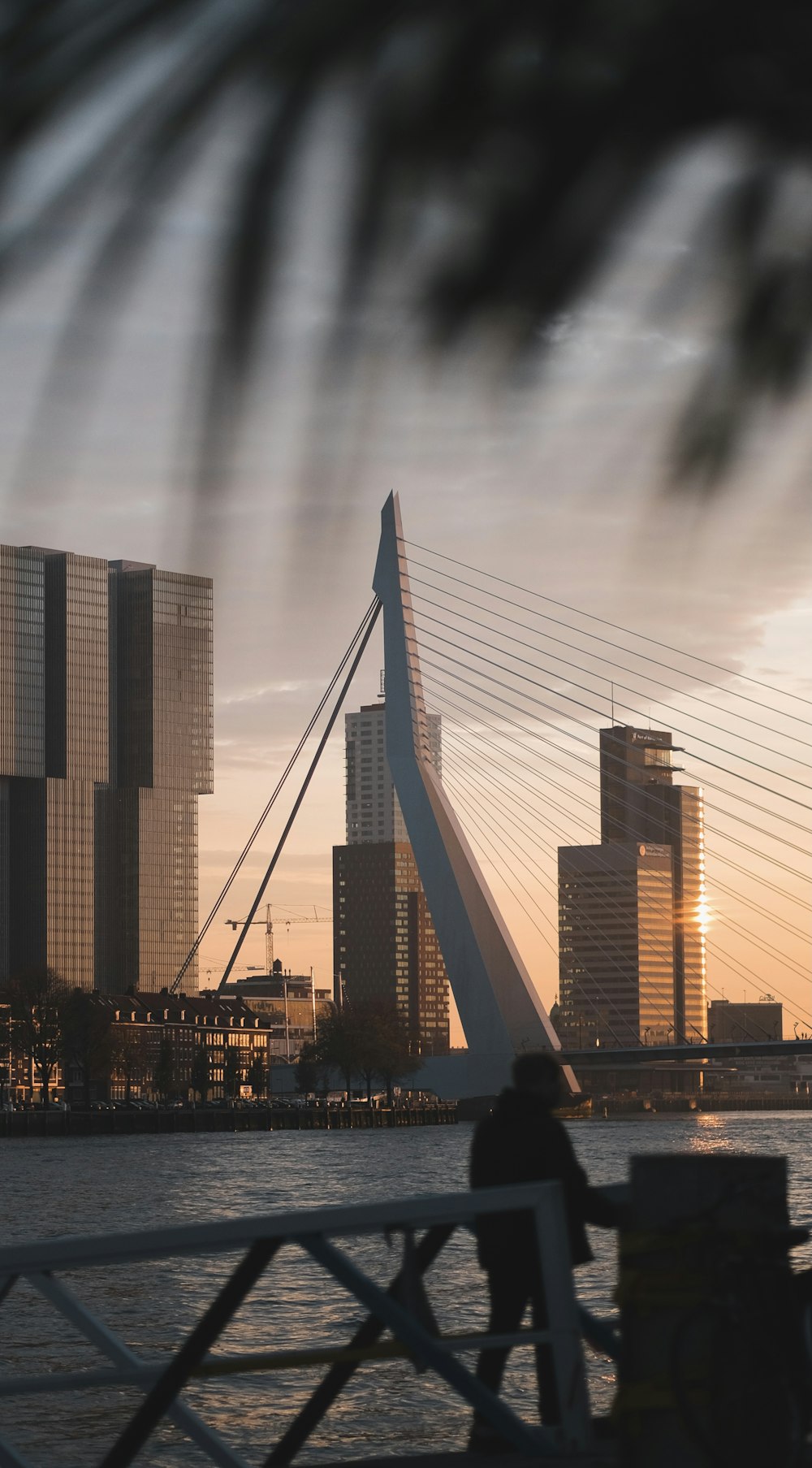 white bridge over city skyline during night time