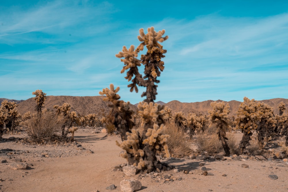 green and brown tree on brown sand during daytime