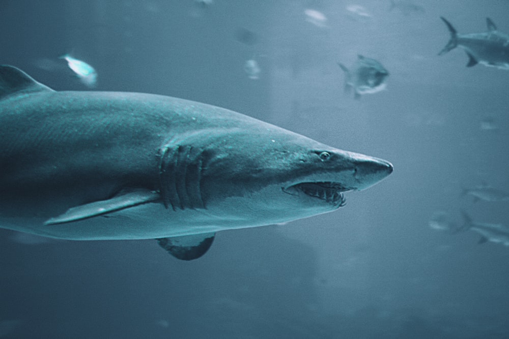 grey and white shark underwater