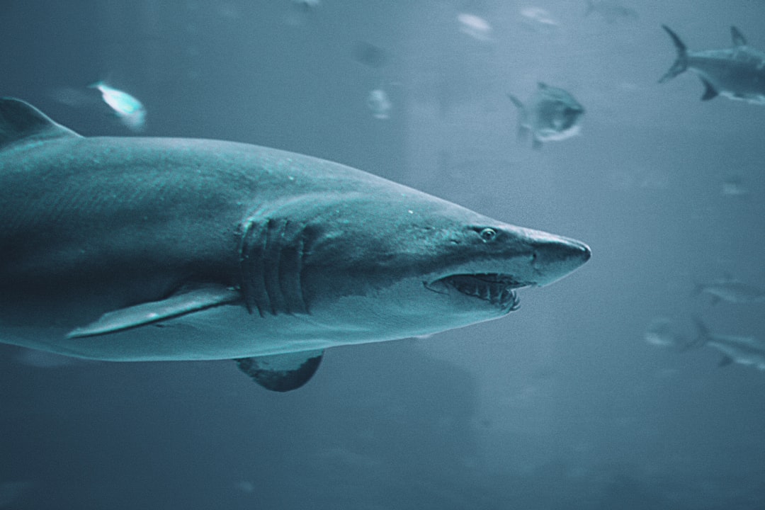 grey and white shark underwater, Dangerous underwater