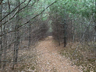 A winding trail through the pines inviting guests to explore the natural beauty of Collins, Mississippi.