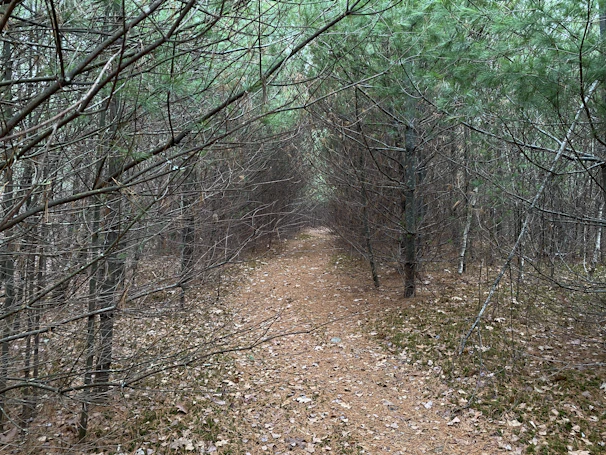 A winding trail through the pines inviting guests to explore the natural beauty of Collins, Mississippi.