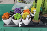 A variety of colorful cacti arranged neatly in terracotta containers.