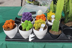 A variety of colorful cacti arranged neatly in terracotta containers.