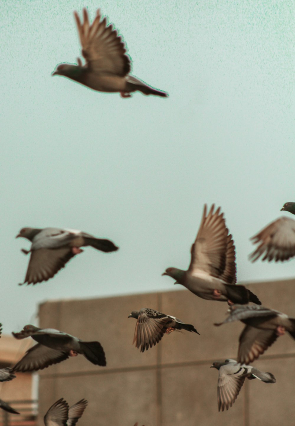 flock of birds flying during daytime