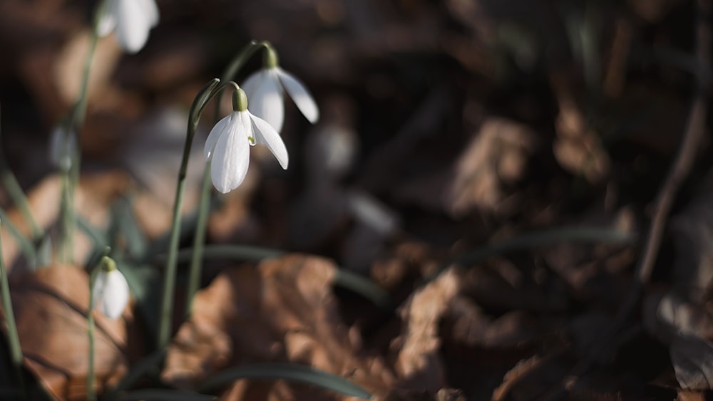 white flower with green leaves